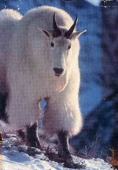 mountain goat